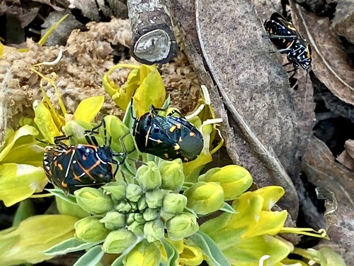 iNaturalist observation photo of Harlequin Bug