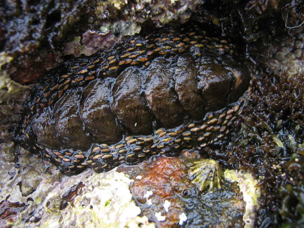 Enoplochiton niger