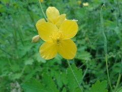 Chelidonium asiaticum