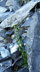 Arabis sagittata borealis