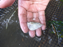 Gasteropelecus sternicla