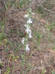 Linaria chalepensis