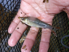 Pseudanos trimaculatus