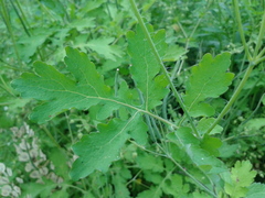 Chelidonium asiaticum