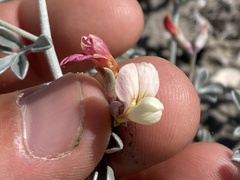 Lotus bryantii