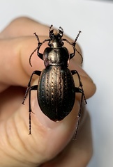 Carabus billbergi