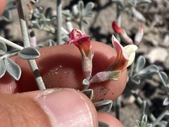 Lotus bryantii