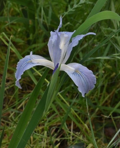 Image of Iris munzii by (c) Gail A Baker, some rights reserved (CC BY)