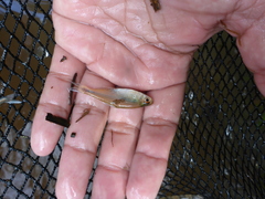 Characidae