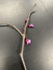 Cercis canadensis
