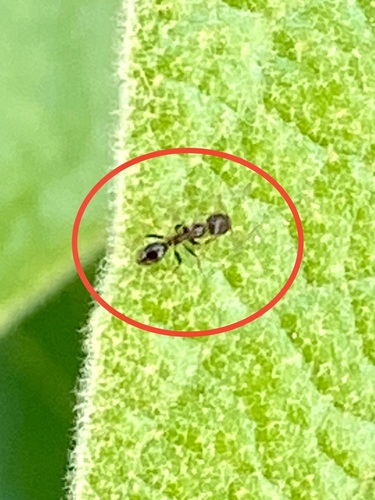iNaturalist observation photo of Argentine Ant
