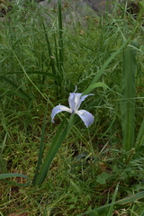 Iris munzii