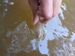 Limatulichthys griseus