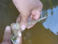 Limatulichthys griseus