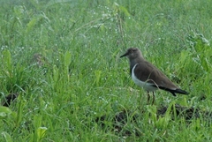Vanellus melanopterus minor