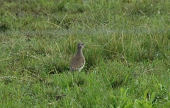 Vanellus melanopterus minor
