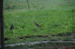 Vanellus melanopterus minor