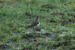 Vanellus melanopterus minor