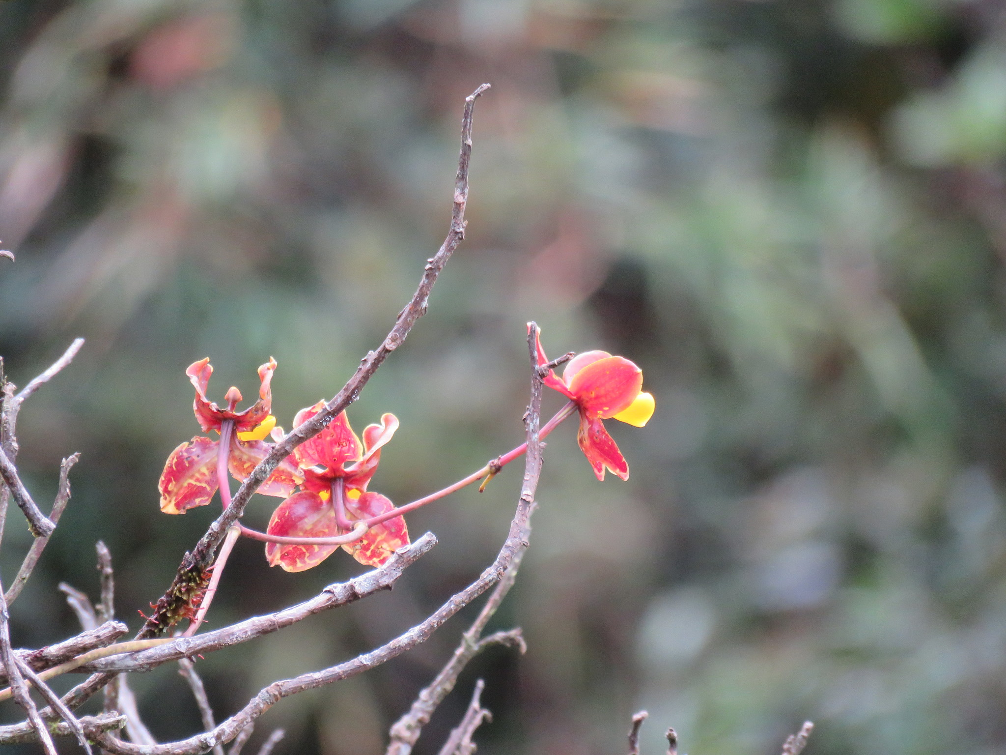 Cyrtochilum loxense (Lindl.) Kraenzl. 3