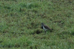 Vanellus melanopterus minor