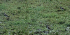Vanellus melanopterus minor