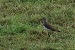 Vanellus melanopterus minor