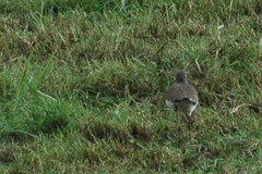 Vanellus melanopterus minor