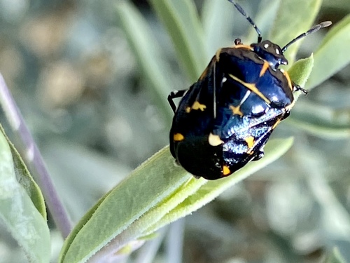 iNaturalist observation photo of Harlequin Bug
