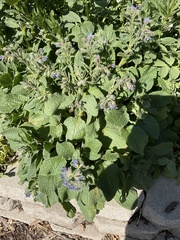 Borago officinalis