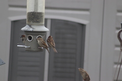 Passer domesticus
