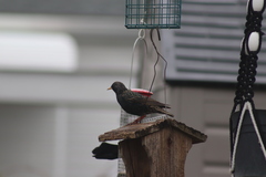 Sturnus vulgaris