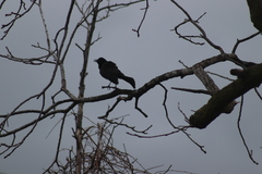 Quiscalus quiscula