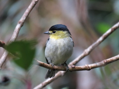 Pachyramphus versicolor