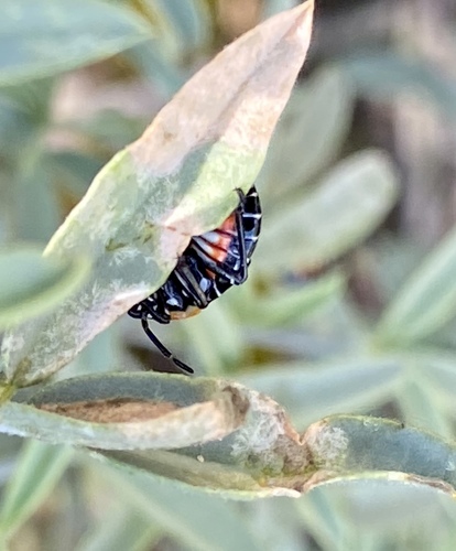 iNaturalist observation photo of Harlequin Bug