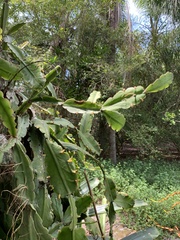 Rhipsalis pachyptera