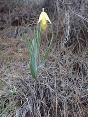Fritillaria mughlae