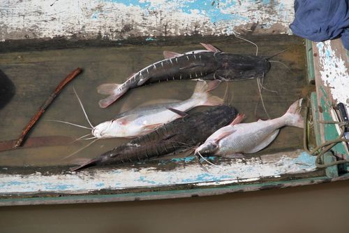Flatwhiskered Catfish