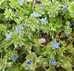 Veronica triphyllos