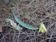 Fritillaria mughlae