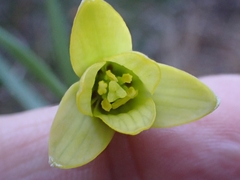 Fritillaria mughlae