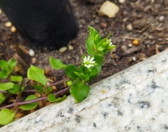 Stellaria media