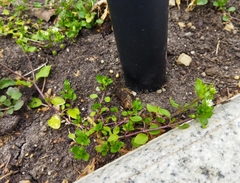 Stellaria media