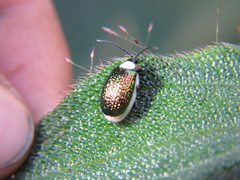 Asphaera albomarginata