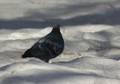 Columba livia domestica