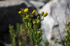 Senecio wedglacialis