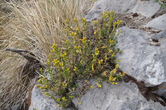 Senecio wedglacialis
