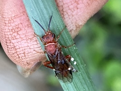 Macroxyela ferruginea