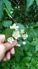 Rubus kawakamii