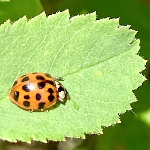 iNaturalist observation photo of Asian Lady Beetle