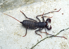 Thelyphonus